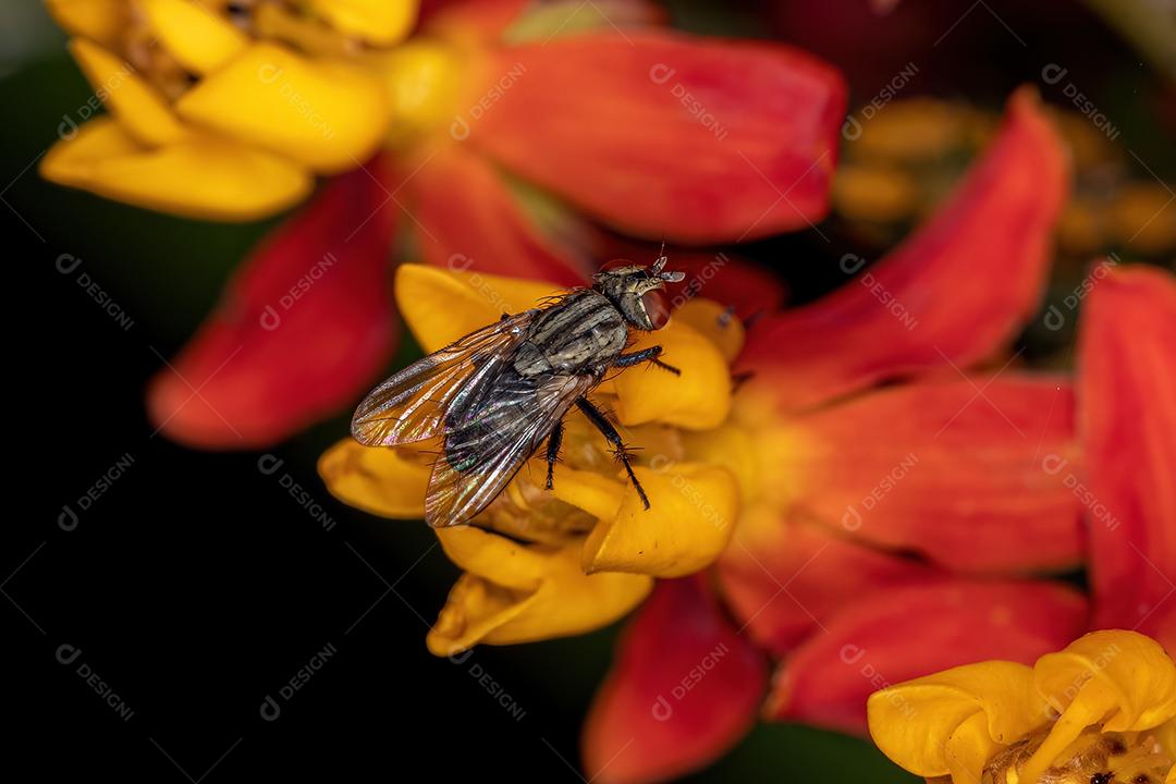 Mosca de carne adulta da família Sarcophagidae