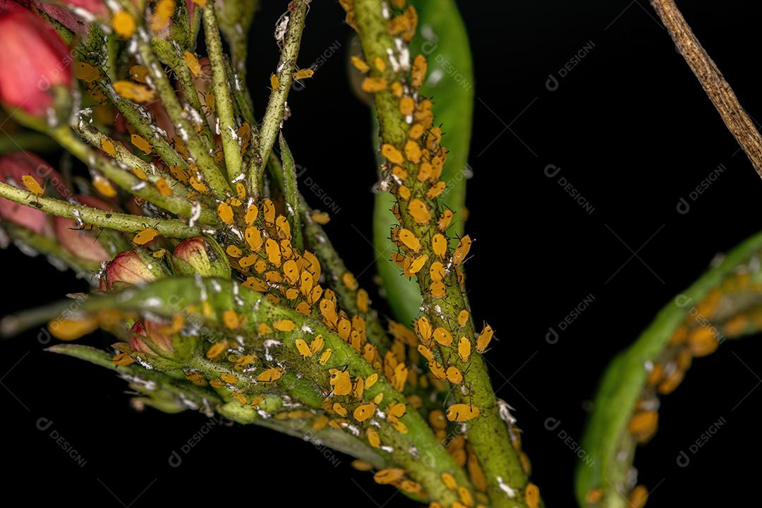 Pequenos pulgões Insetos da Família Aphididae