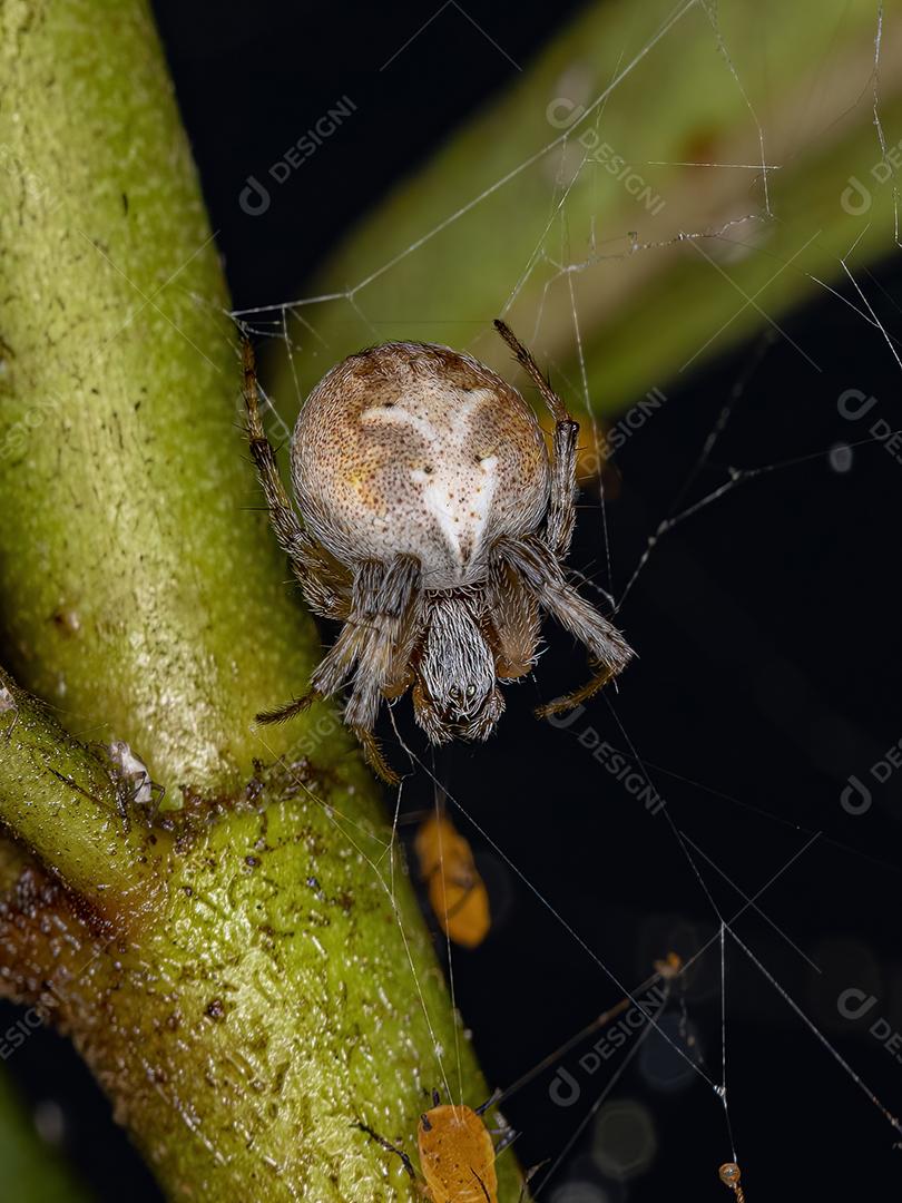 Aranha Tecelã Típica adulta do Gênero Metepeira