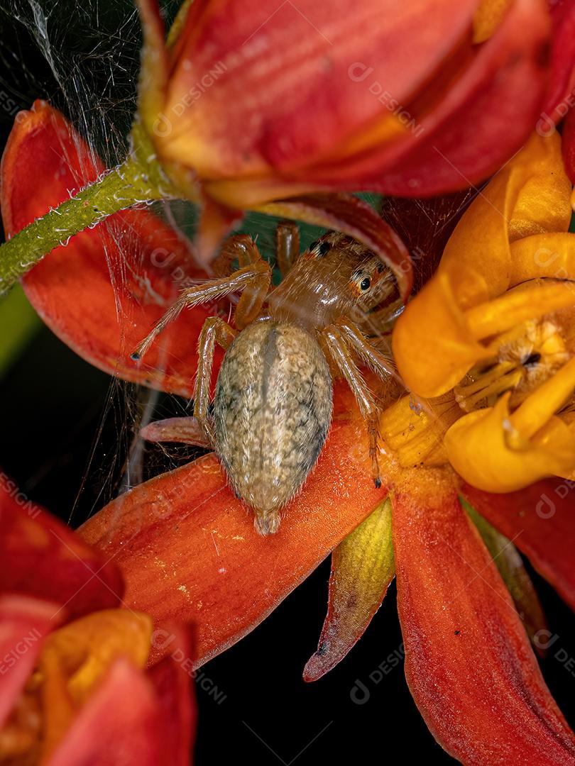 Pequena aranha saltadora do gênero Chira