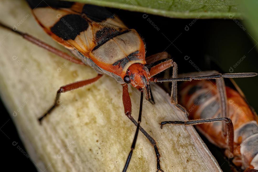 Inseto-semente adulto da espécie Oncopeltus unifasciatellus