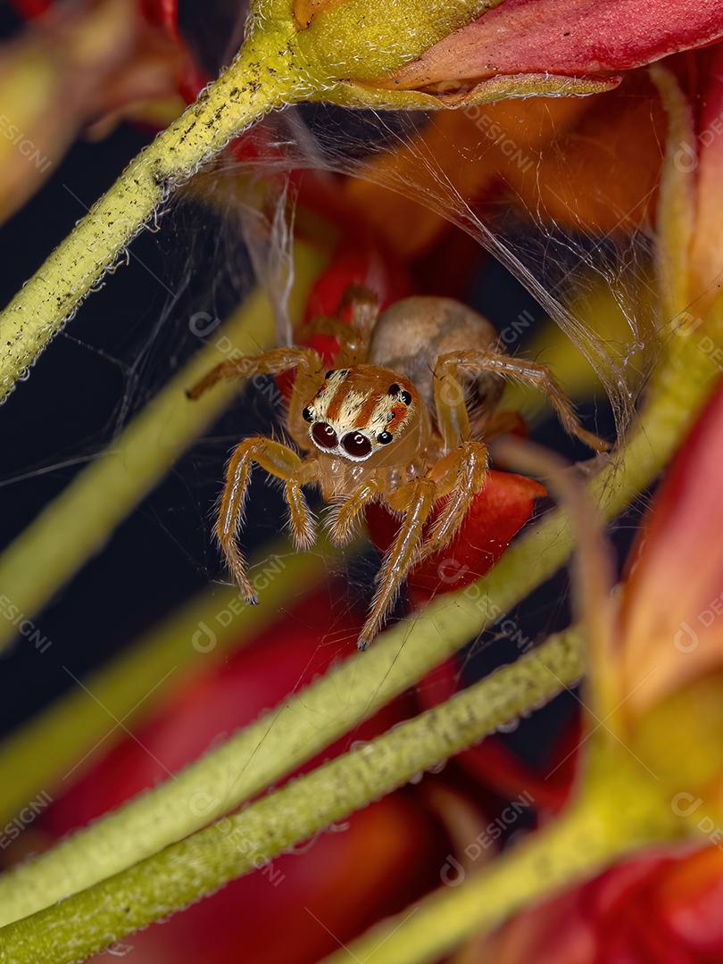 Pequena aranha saltadora do gênero Chira