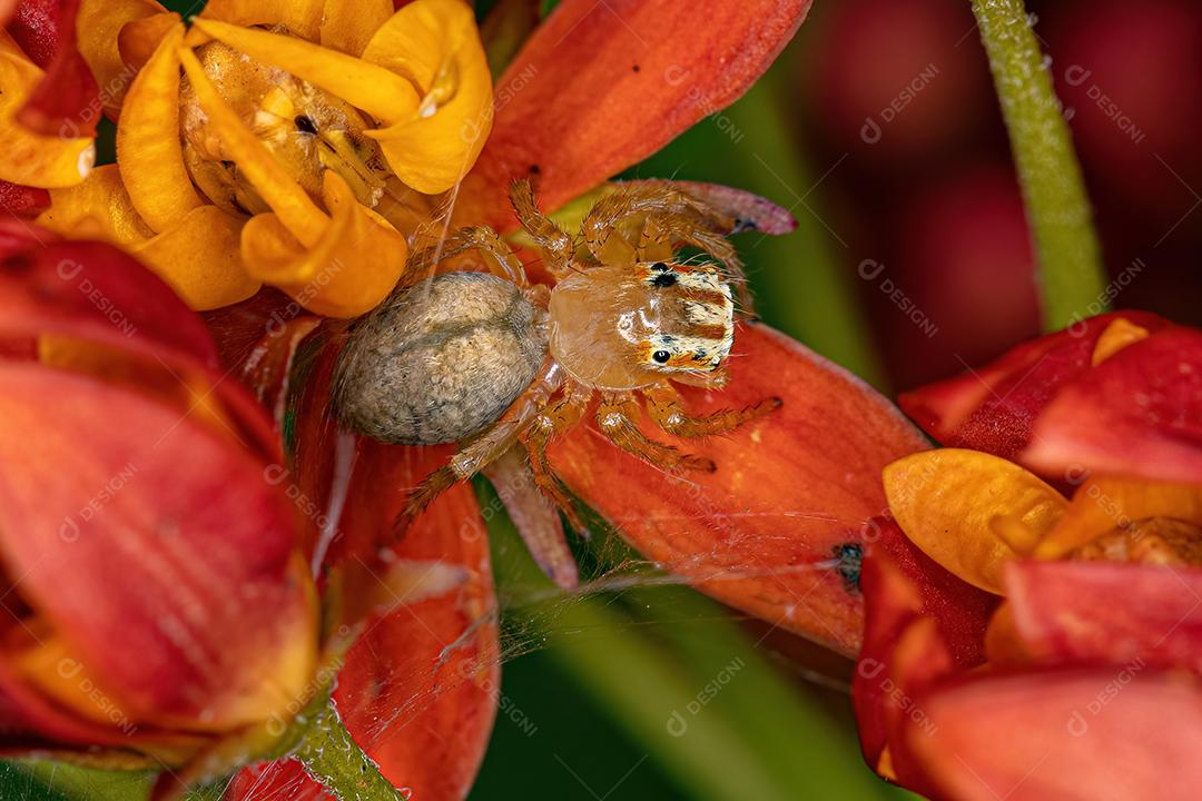 Pequena aranha saltadora do gênero Chira