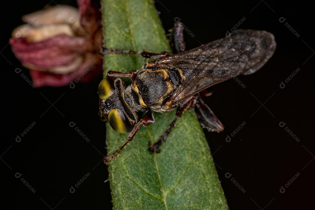 Vespa Amante da Areia Adulta do Gênero Tachytes