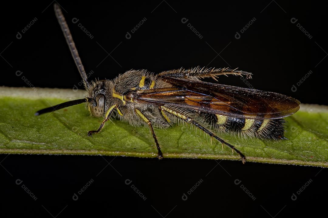 Vespa Scoliid adulta da subfamília Campsomerinae