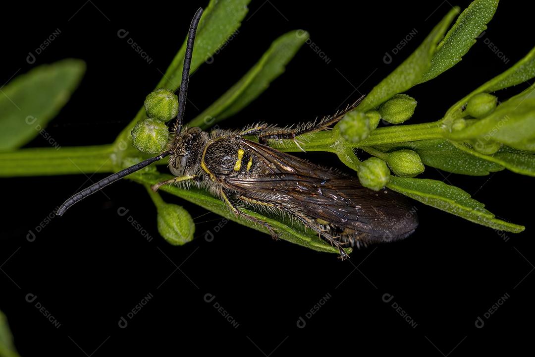 Vespa Scoliid adulta da subfamília Campsomerinae