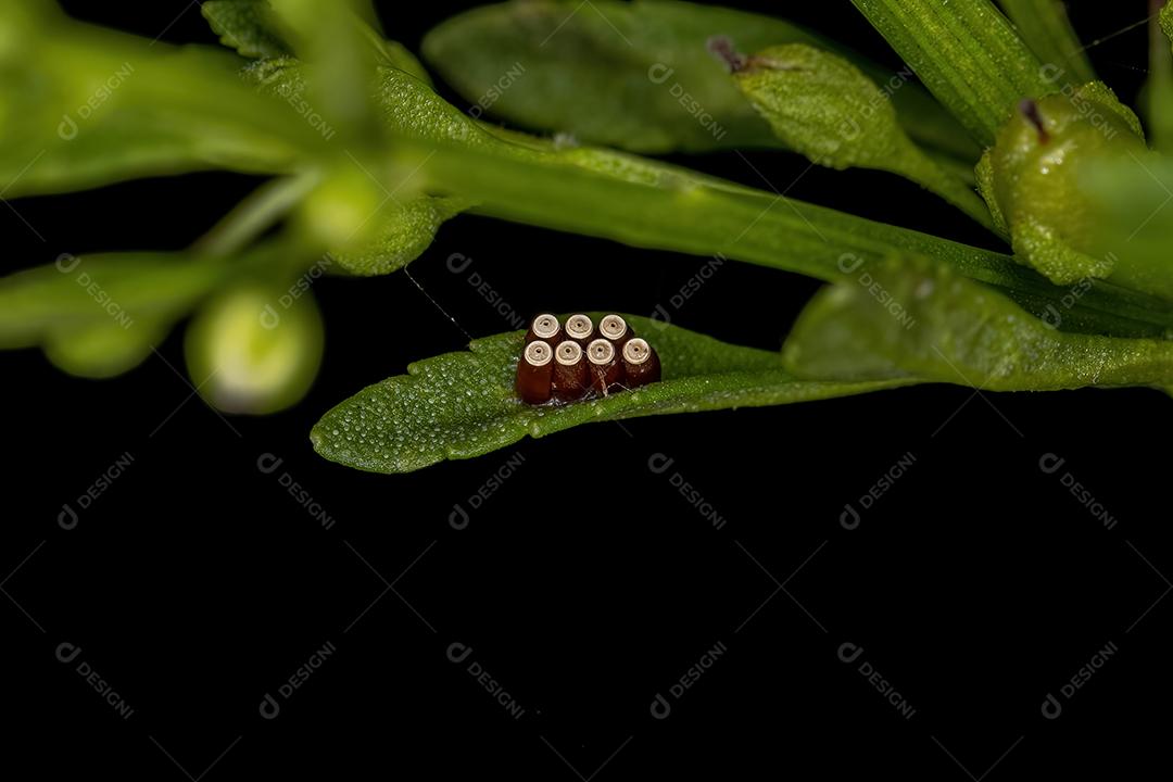 Ovos de insetos assassinos da família Reduviidae