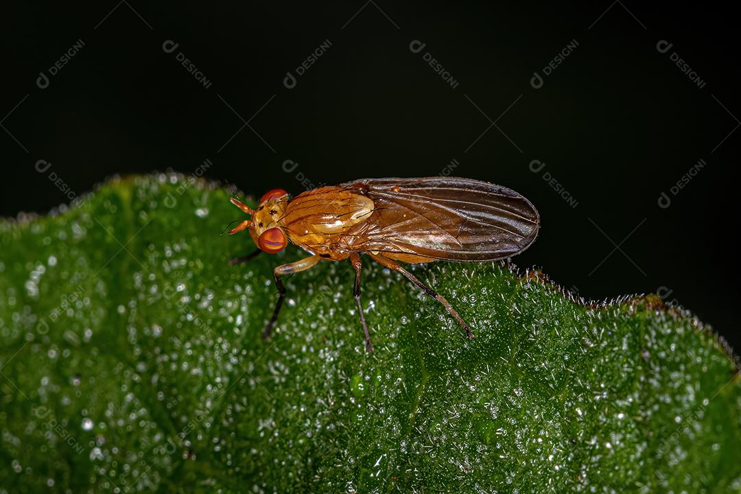 Mosca Acaliptrada Adulta do Zoosubseção Acalyptratae