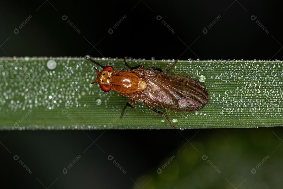 Mosca Acaliptrada Adulta do Zoosubseção Acalyptratae