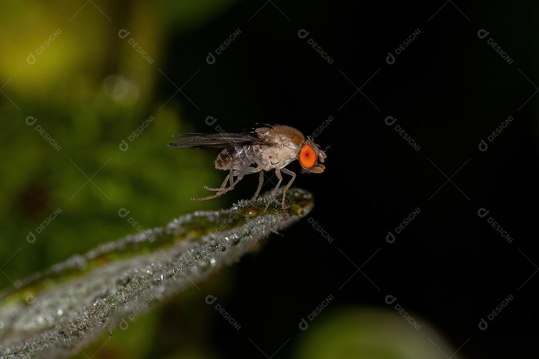 Mosca da fruta adulta da família Drosophilidae