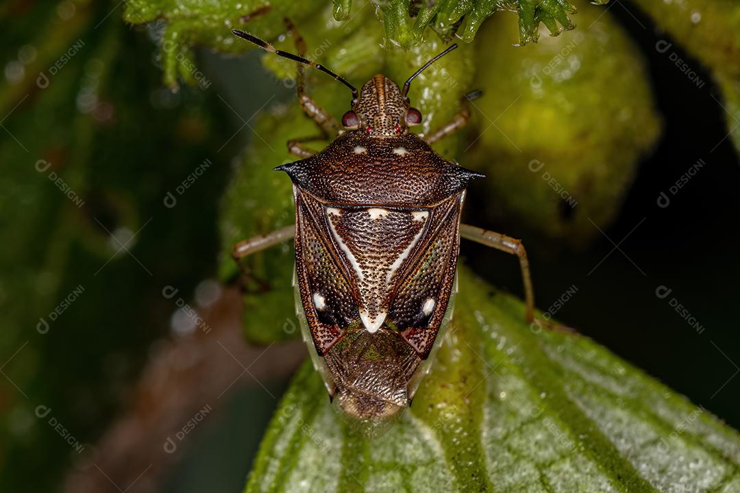 Adult bedbug of the genus Mormidea