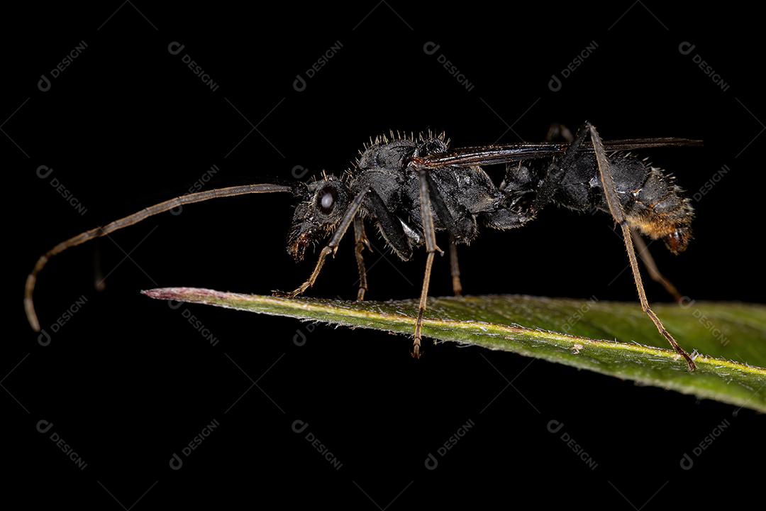 Formiga Ectatommina Alada Macho Adulto do Gênero Ectatomma