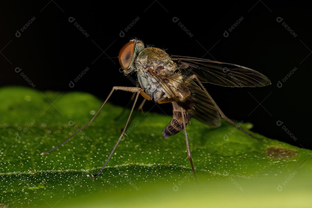 Snipe Fly adulto da família Rhagionidae