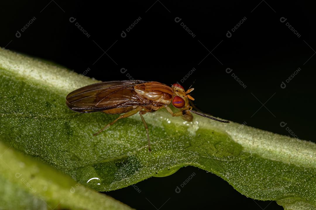 Mosca Acaliptrada Adulta do Zoosubseção Acalyptratae