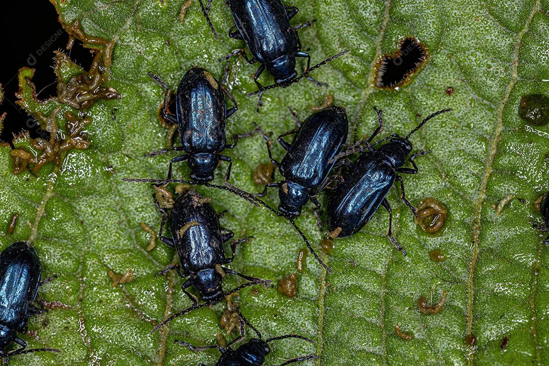 Besouros de pulga adultos do gênero Macrohaltica