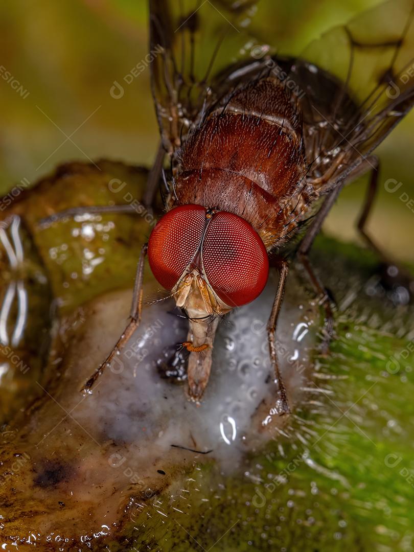 Mosca Calyptrate adulta do Zoosubsection Calyptratae comendo uma fruta