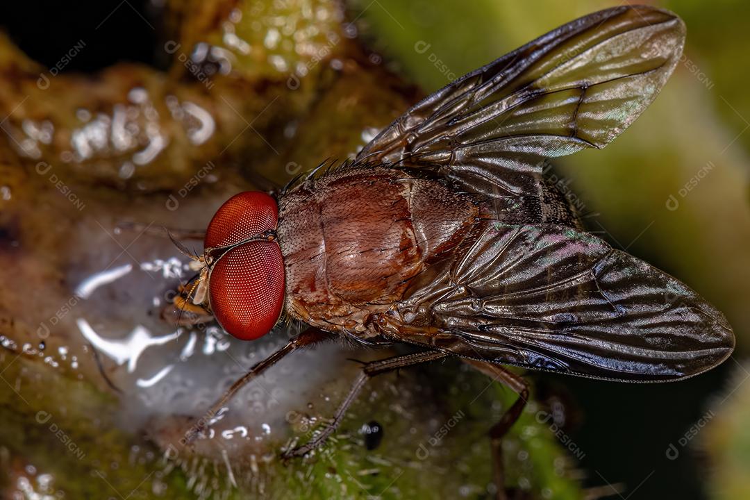 Mosca Calyptrate adulta do Zoosubsection Calyptratae comendo uma fruta