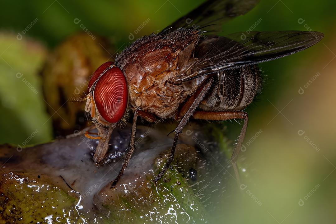 Mosca Calyptrate adulta do Zoosubsection Calyptratae comendo uma fruta