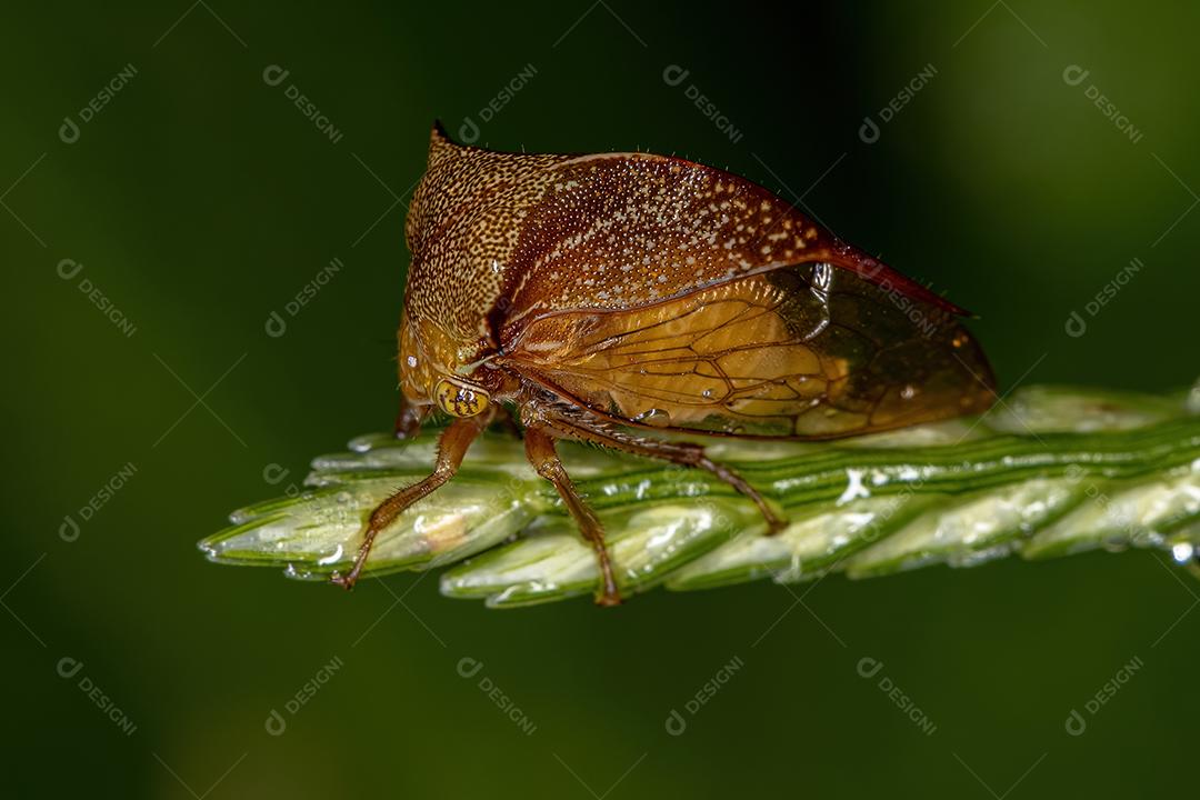 Buffalo Treehopper adulto da tribo Ceresini