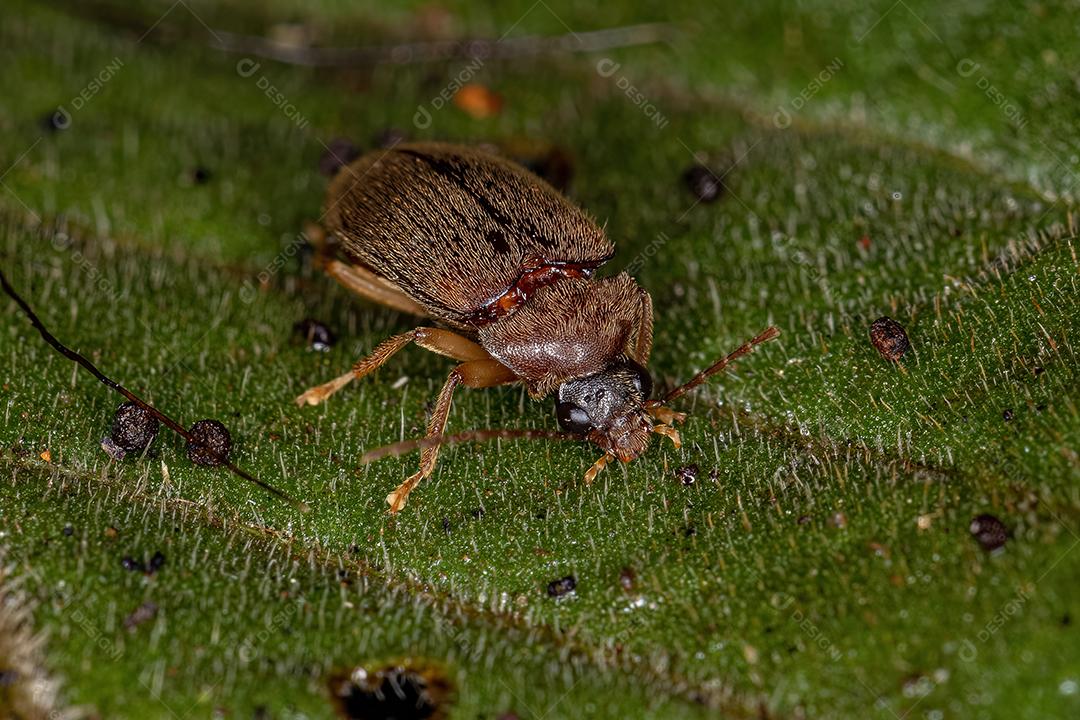 Besouro com asas do pé adulto da família Ptilodactylidae