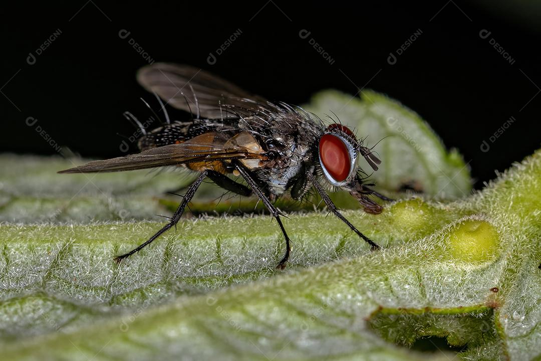 Mosca de cerdas adulta da família Tachinidae