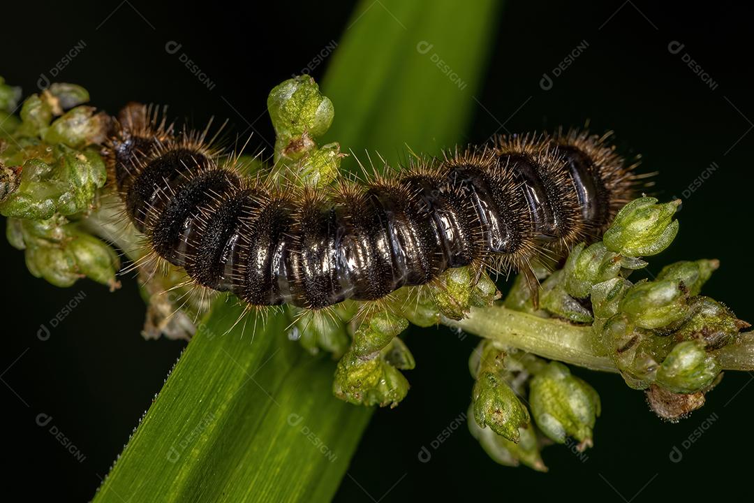 Larva de besouro de articulação longa da espécie Lagria villosa