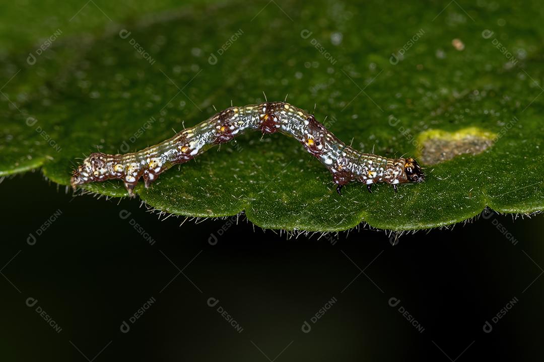 Pequena larva de borboleta da Ordem Lepidoptera