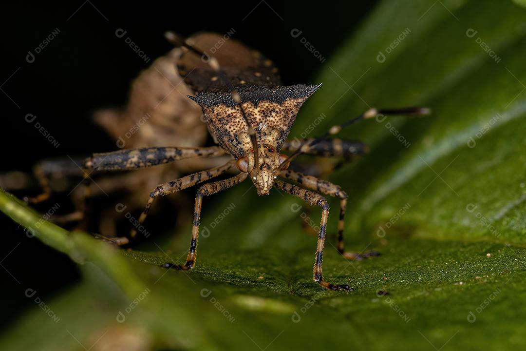 Inseto-pé-de-folha adulto do acoplamento do gênero Zicca