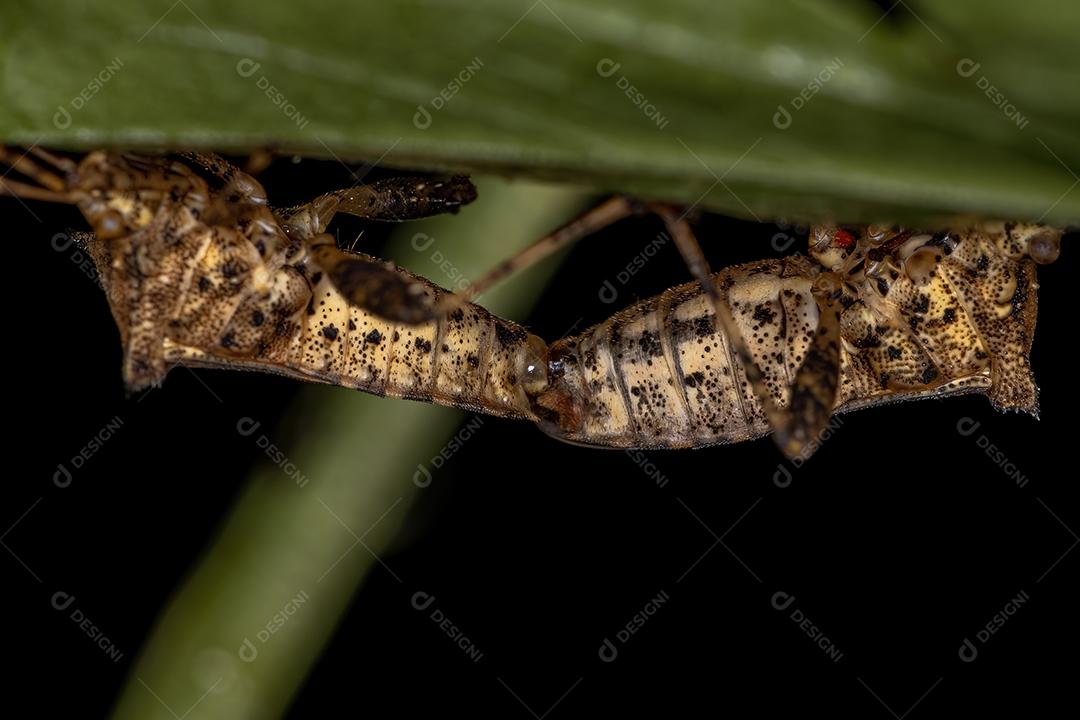 Inseto-pé-de-folha adulto do acoplamento do gênero Zicca