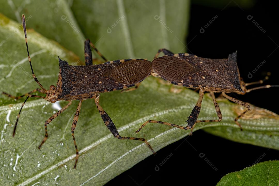 Inseto-pé-de-folha adulto do acoplamento do gênero Zicca