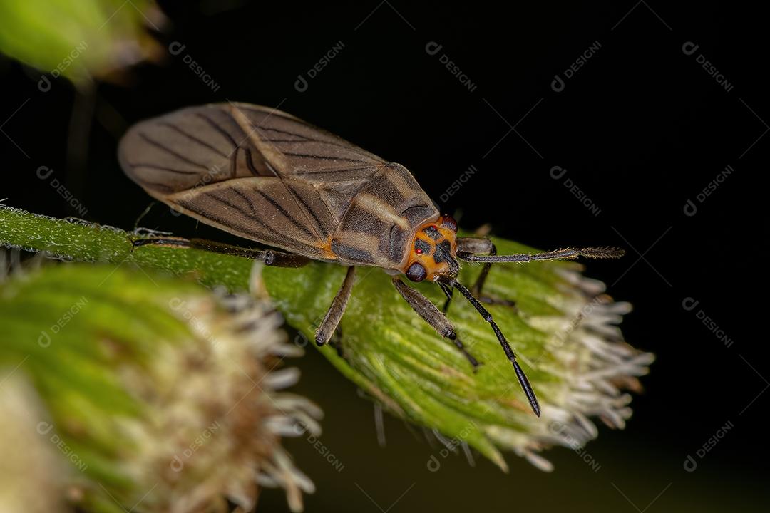 Inseto-semente adulto do gênero Torvochrimnus