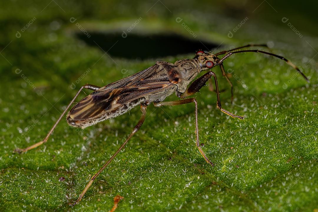 Inseto cor de sujeira da subfamília Rhyparochrominae