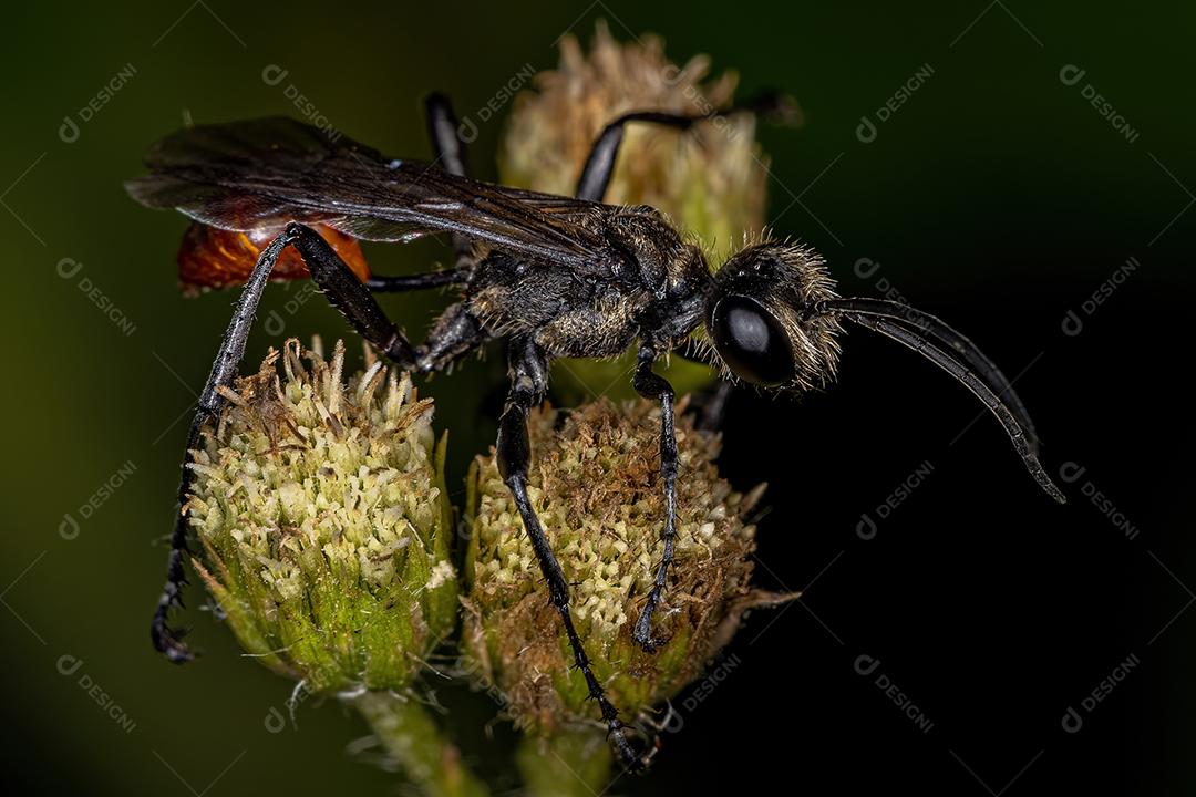 Vespa de cintura fina adulta do gênero Prionyx