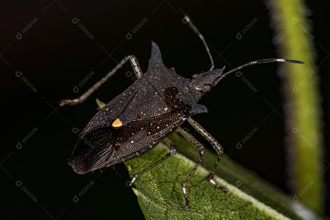 Inseto fedorento adulto do gênero Proxys
