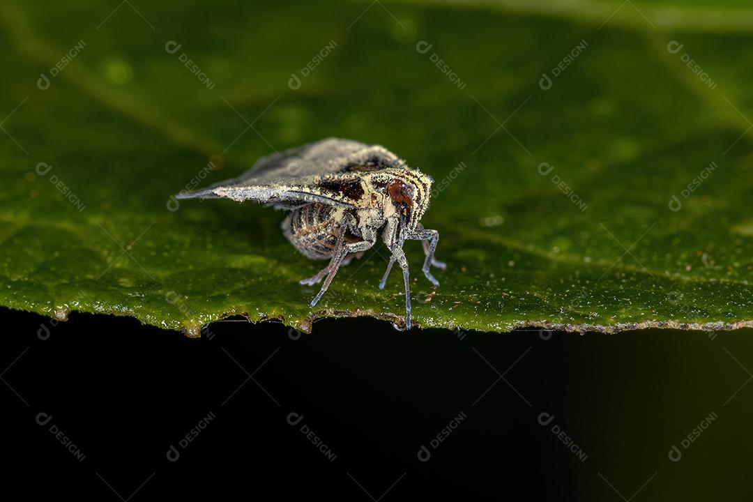 Planthopper pequeno adulto da família Cixiidae