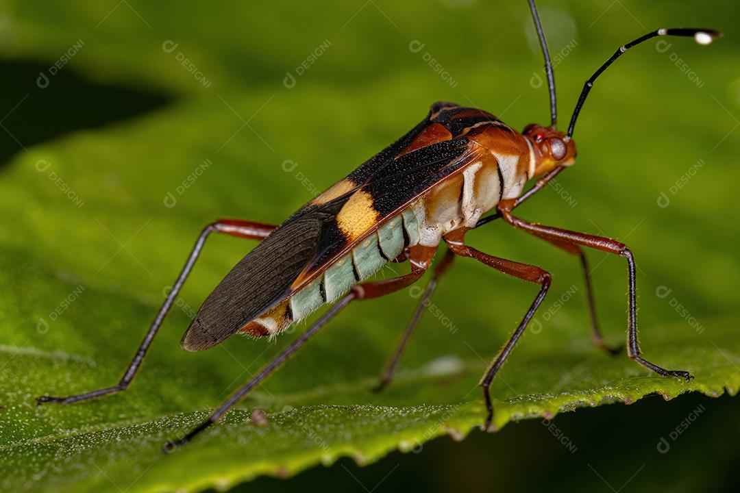 Inseto-pé-de-folha adulto da espécie Hypselonotus interruptus