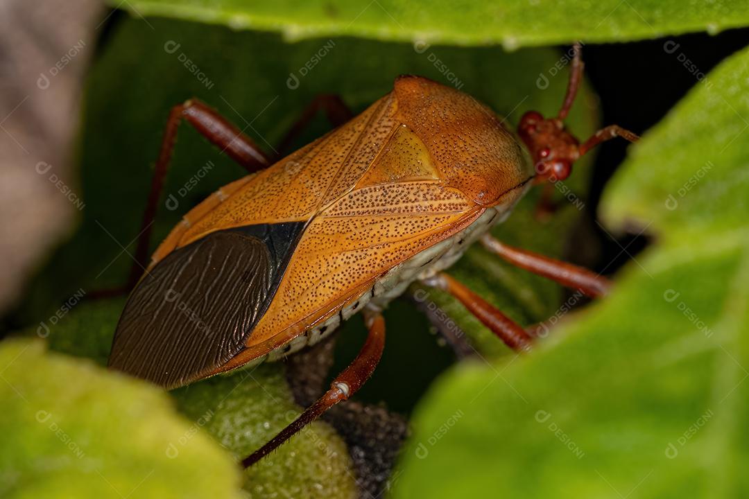 Inseto-pé-de-folha adulto do gênero Hypselonotus