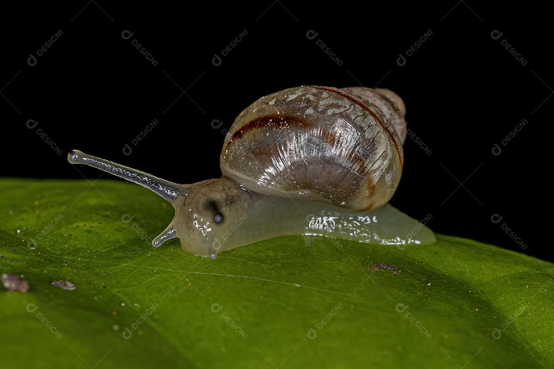 Caracol Helicinano Branco do Gênero Drymaeus