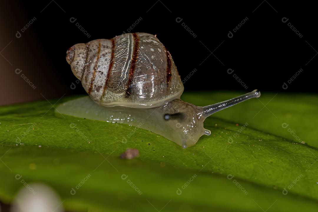 Caracol Helicinano Branco do Gênero Drymaeus