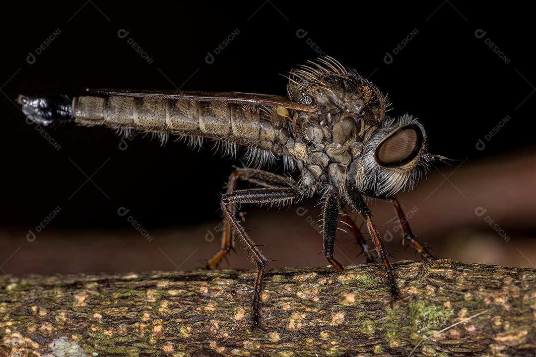 Mosca Ladrão Adulto da Subfamília Asilinae