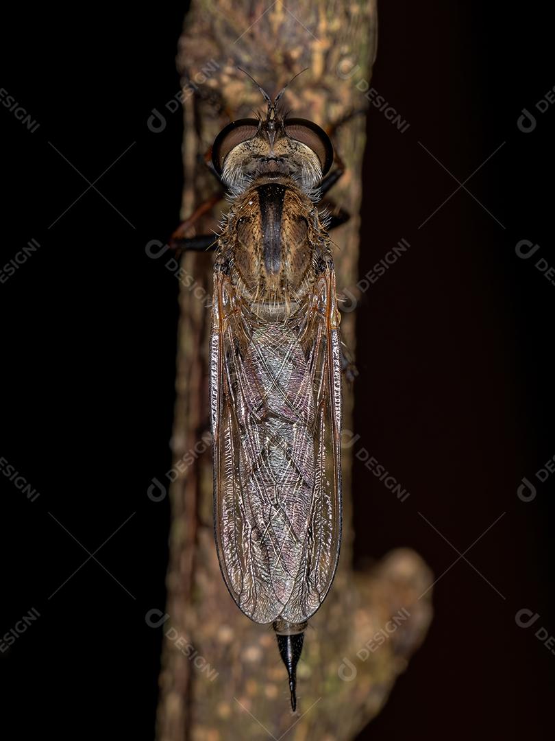 Mosca Ladrão Adulto da Subfamília Asilinae