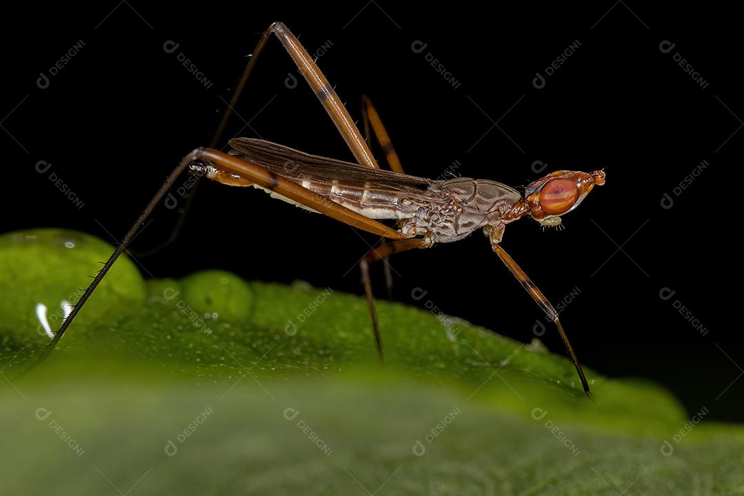 Mosca Pernilonga Adulta do Gênero Micropeza