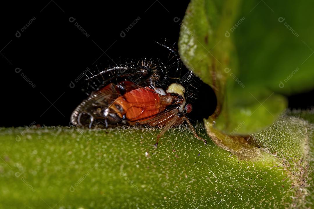 Inseto adulto da cigarrinha da espécie Cyphonia trifida