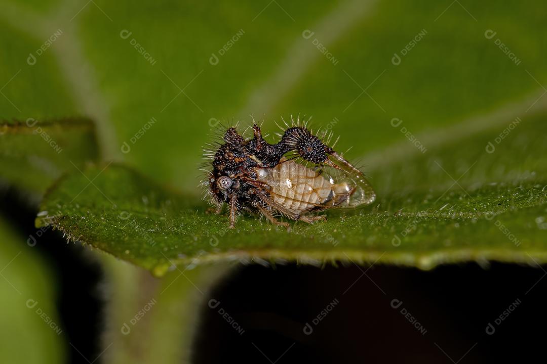 Treehopper imitando formiga adulta da espécie Cyphonia clavigera