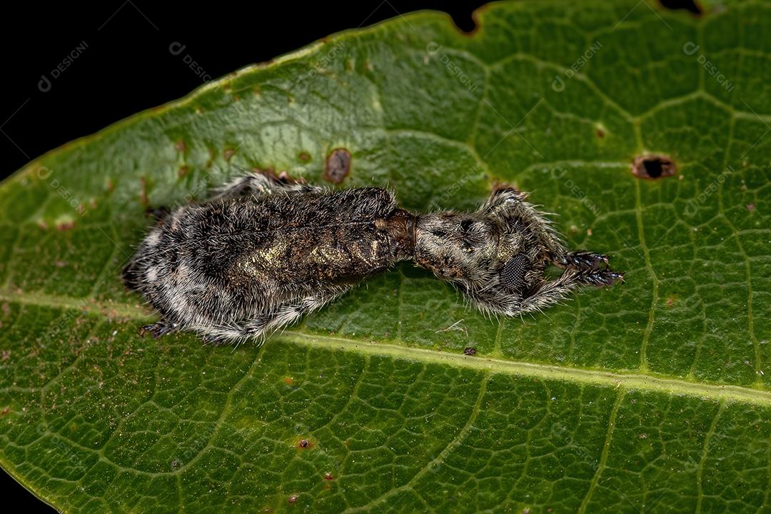 Besouro xadrez adulto da família Cleridae