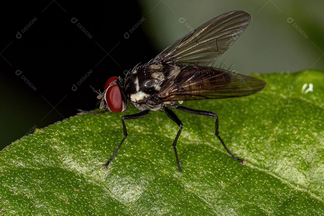Mosca Muscoide Adulto da Superfamília Muscoidea