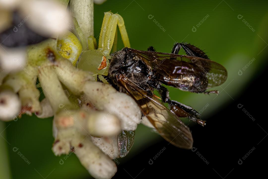 Aranha-caranguejo adulta