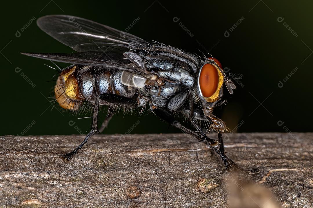 Mosca de carne adulta