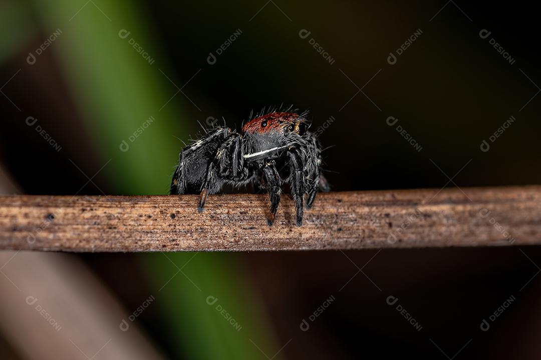 Aranha-de-salto pequena