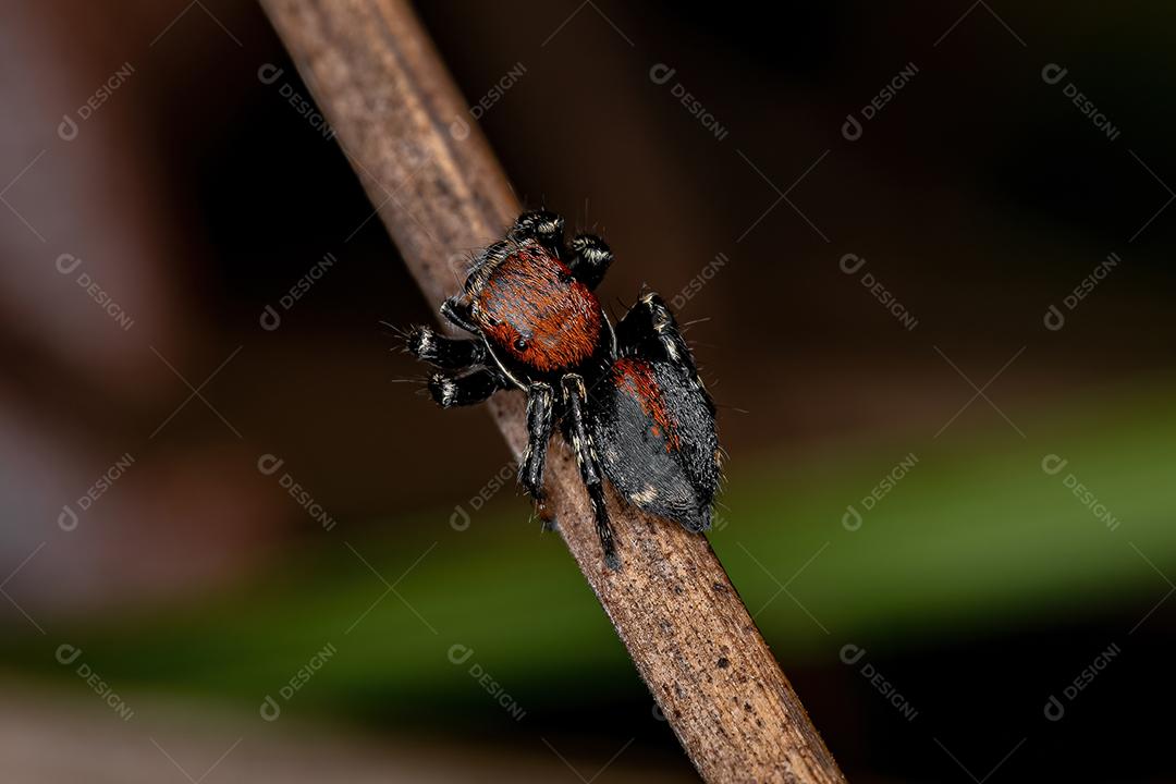 Aranha-de-salto pequena